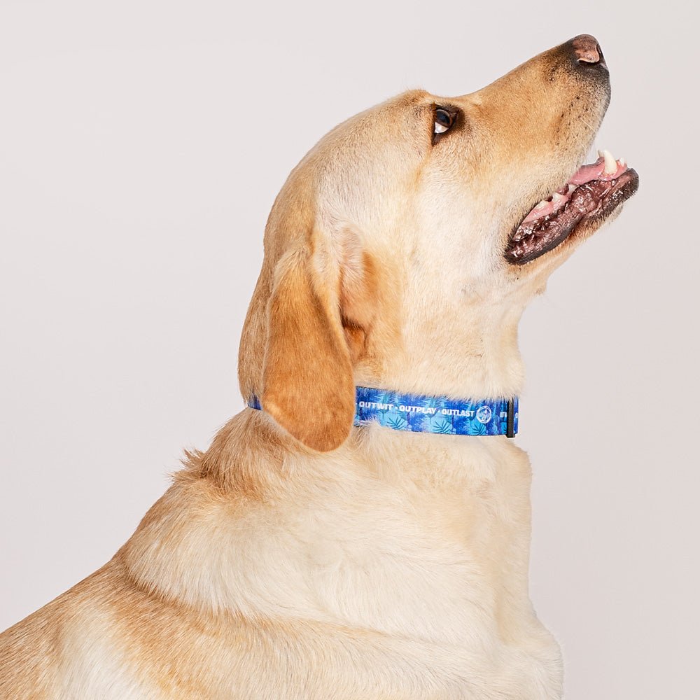 Survivor Jungle Print Logo Pet Collar - Paramount Shop