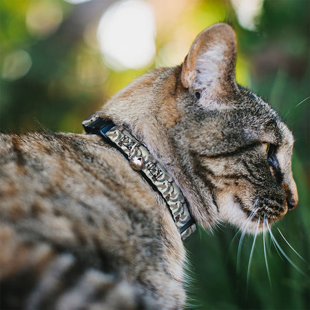 Appa Avatar: The Last Airbender Stacked Pose Breakaway Cat Collar - Paramount Shop