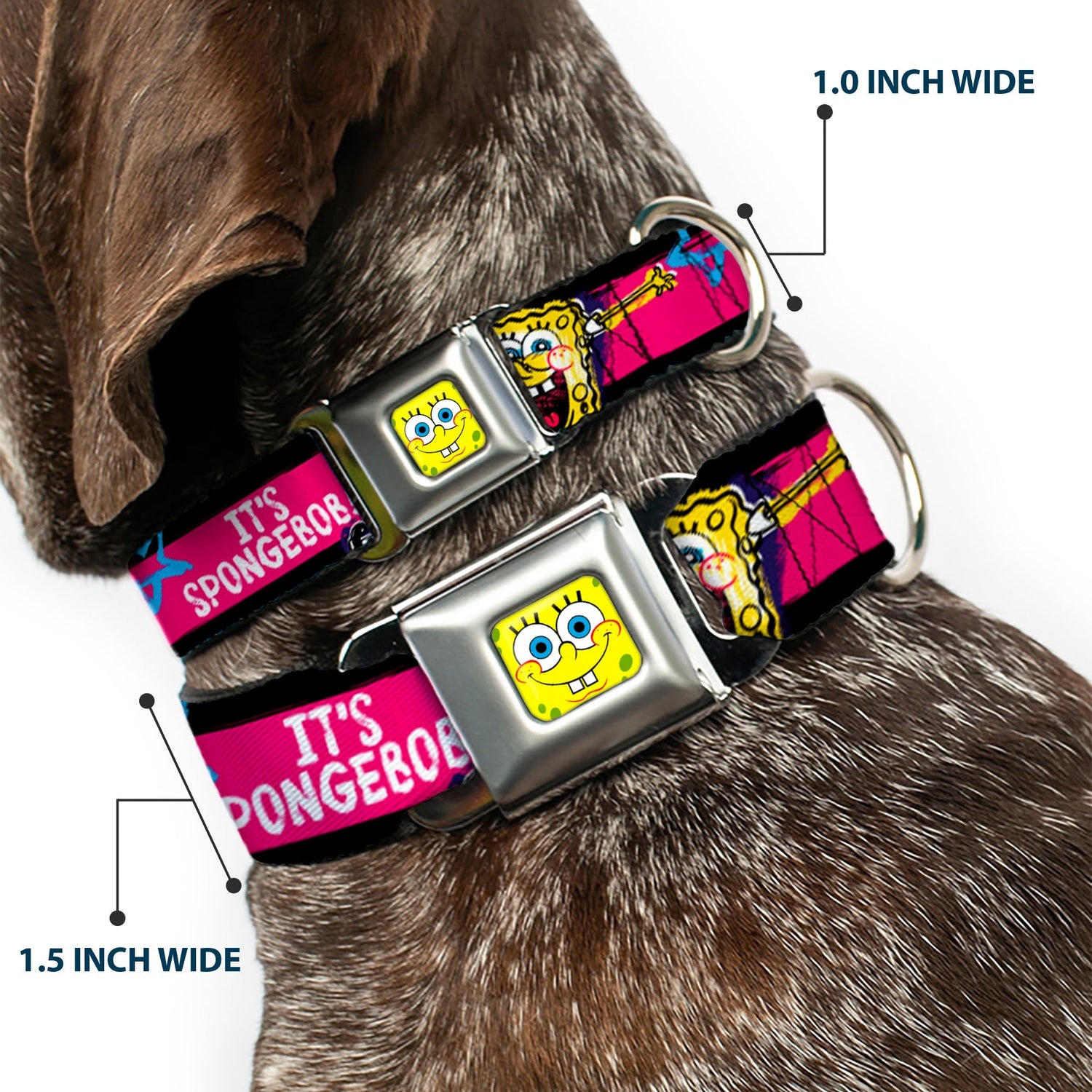SpongeBob Dog Collar SpongeBob Face Close - Up Design Multi - Color Stripe Seatbelt Buckle - Paramount Shop