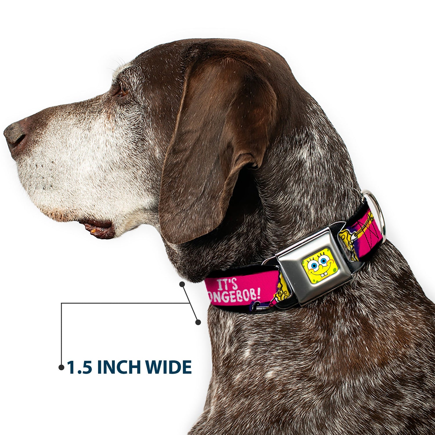 SpongeBob Dog Collar SpongeBob Face Close - Up Design Multi - Color Stripe Seatbelt Buckle - Paramount Shop