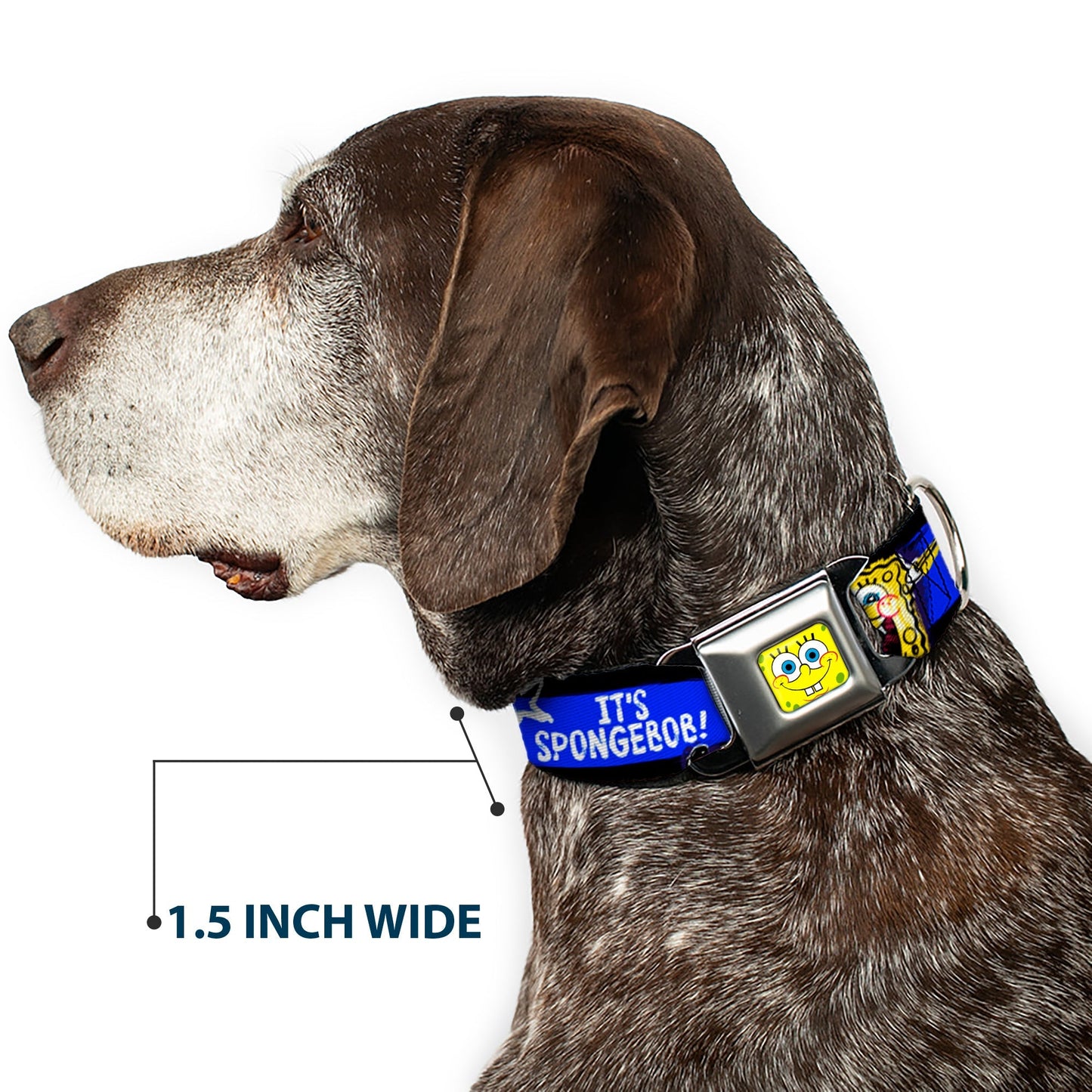 SpongeBob SquarePants Dog Collar Face Close - Up Seatbelt Buckle Black/Blue/White Stripe - Paramount Shop