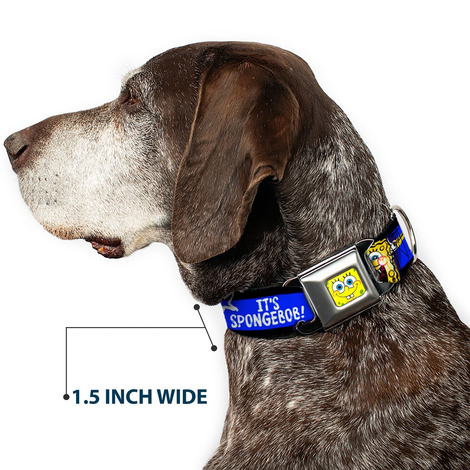 SpongeBob SquarePants Dog Collar Face Close - Up Seatbelt Buckle Black/Blue/White Stripe - Paramount Shop