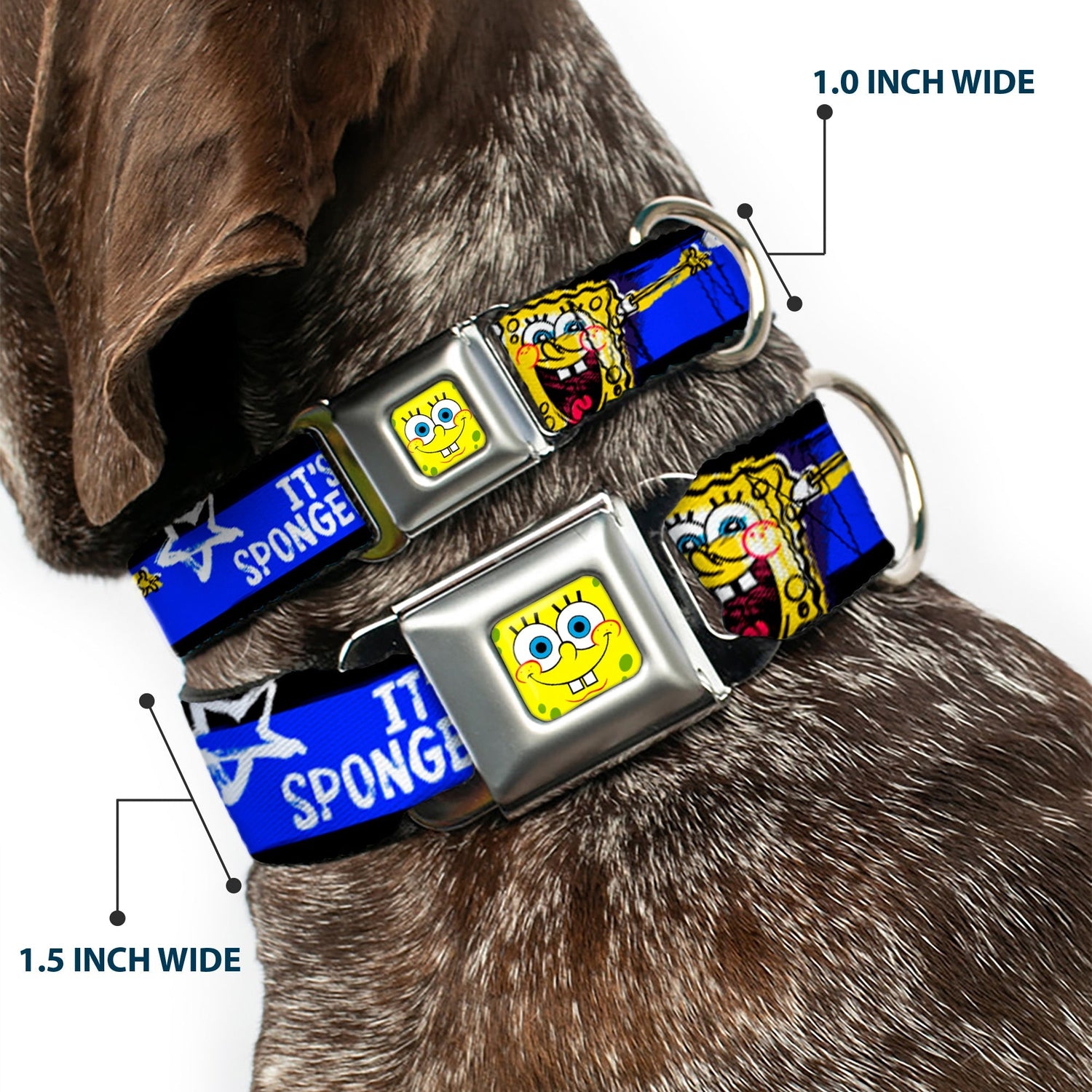 SpongeBob SquarePants Dog Collar Face Close - Up Seatbelt Buckle Black/Blue/White Stripe - Paramount Shop