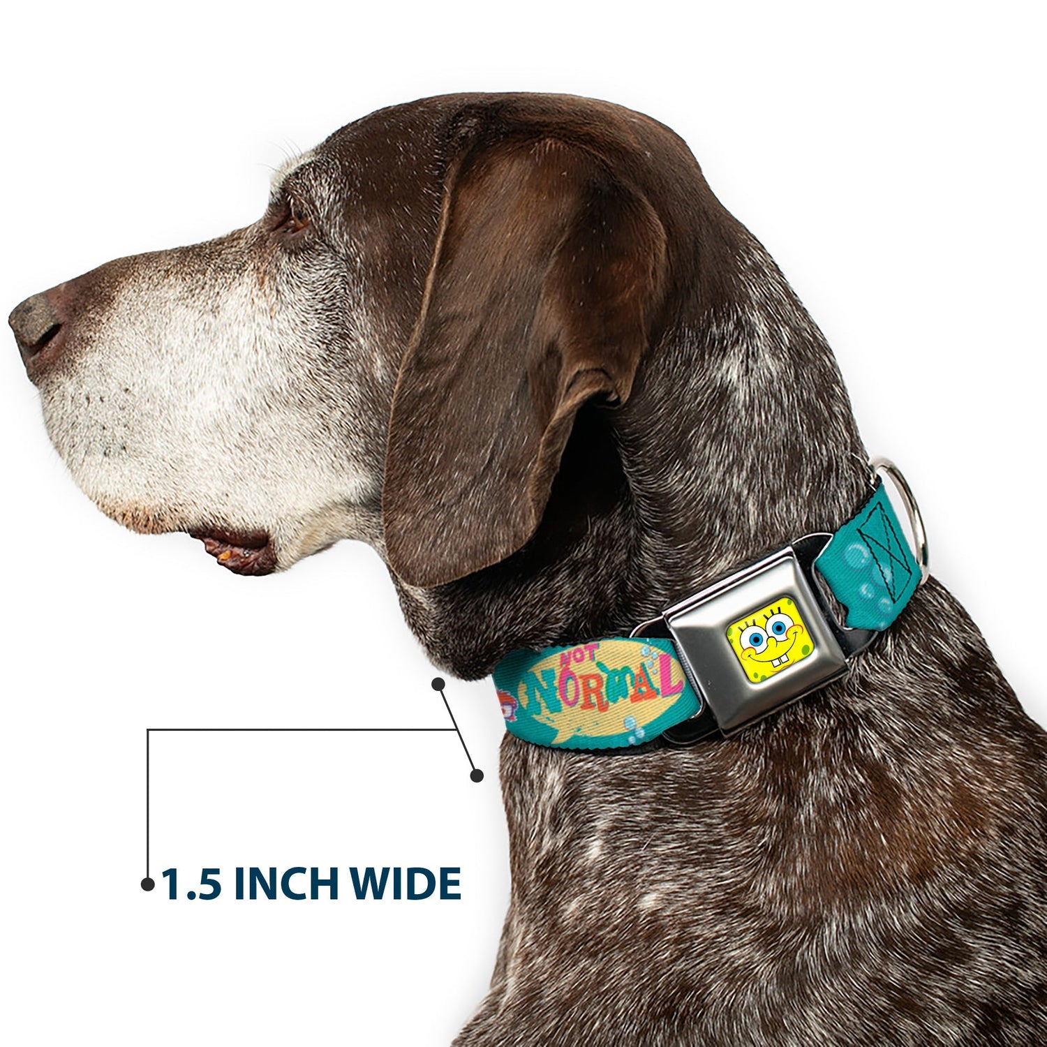 SpongeBob SquarePants Dog Collar SpongeBob Face Close - Up Seatbelt Buckle Aqua - Paramount Shop