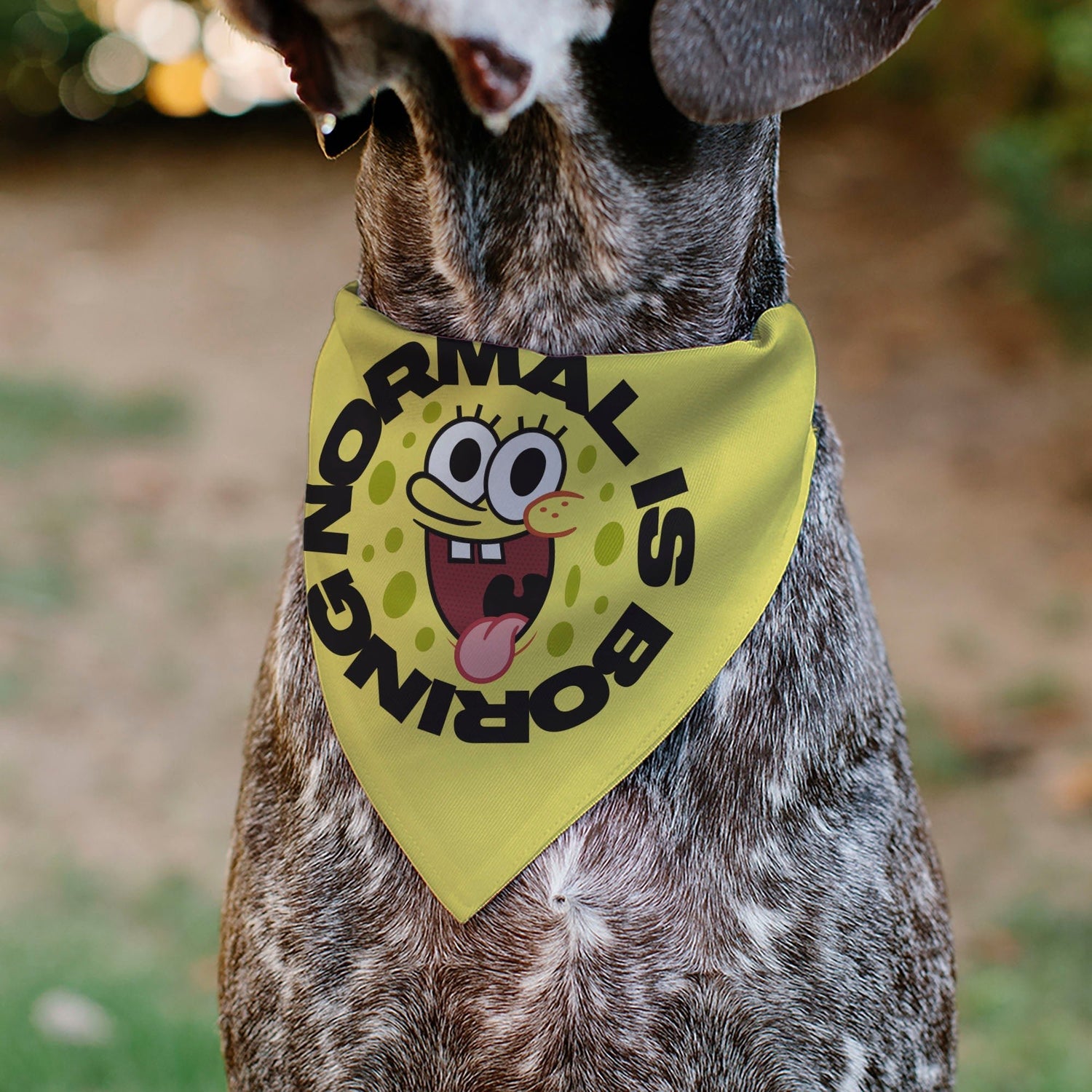 SpongeBob SquarePants Pet Bandana NORMAL IS BORING Pose Over - the - Collar Yellow. - Paramount Shop