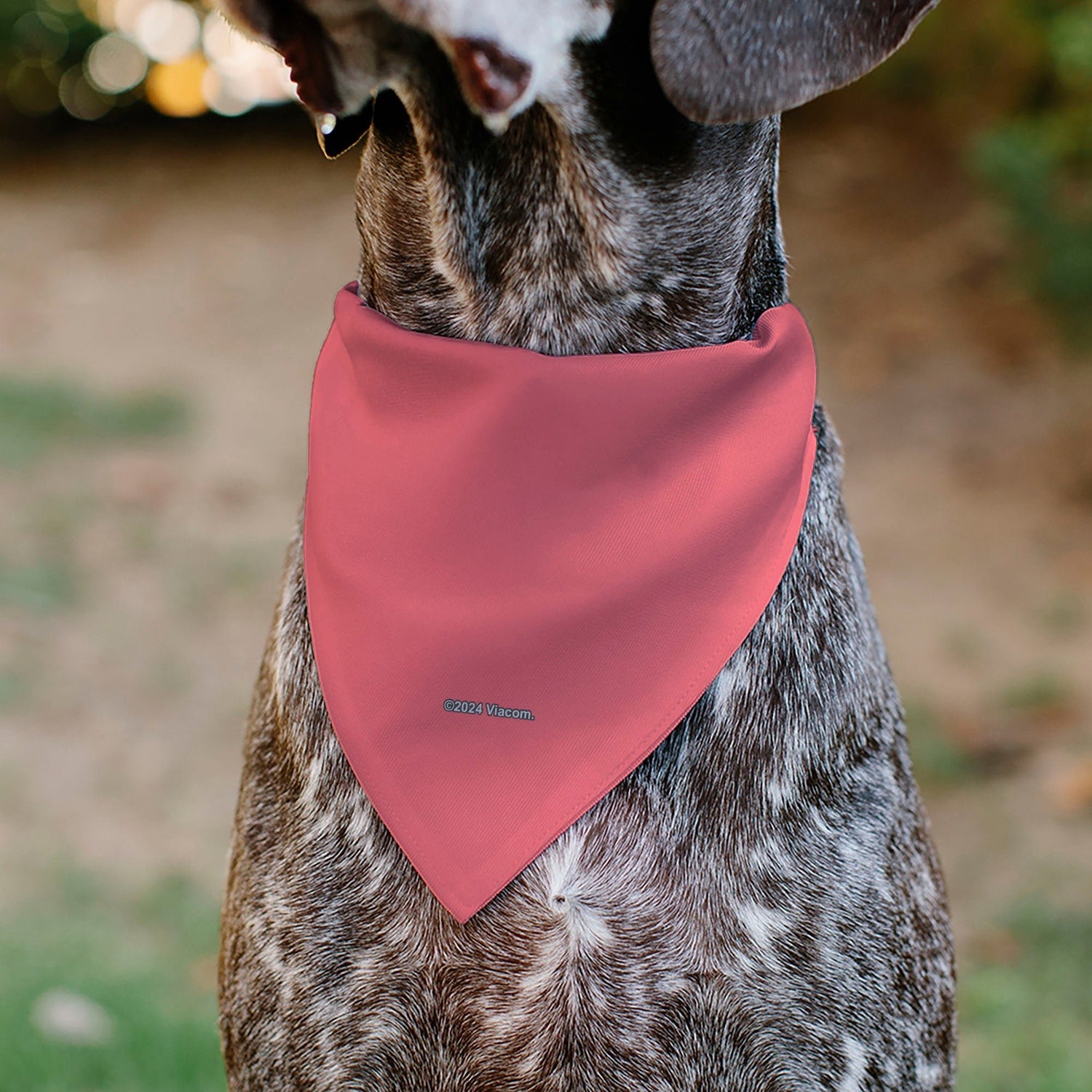 SpongeBob SquarePants Pet Bandana Patrick Star Face Close - Up Pink - Paramount Shop