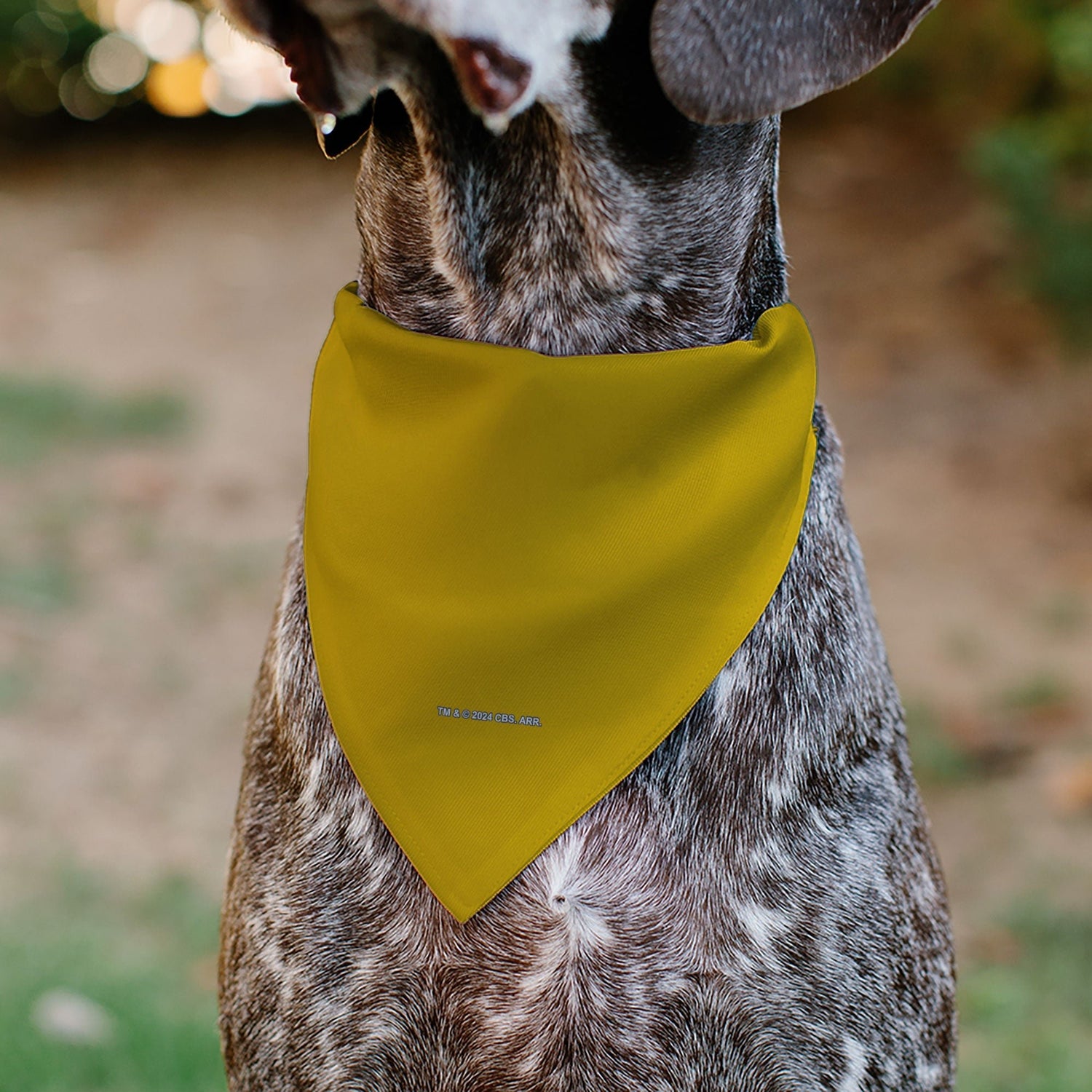 Star Trek Original Series Gold Command Uniform Pet Bandana - Paramount Shop