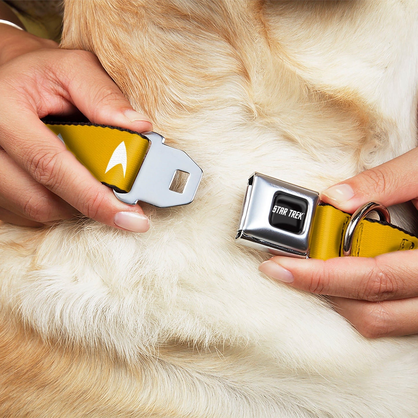 Star Trek Starfleet Insignia Seatbelt Buckle Dog Collar - Paramount Shop