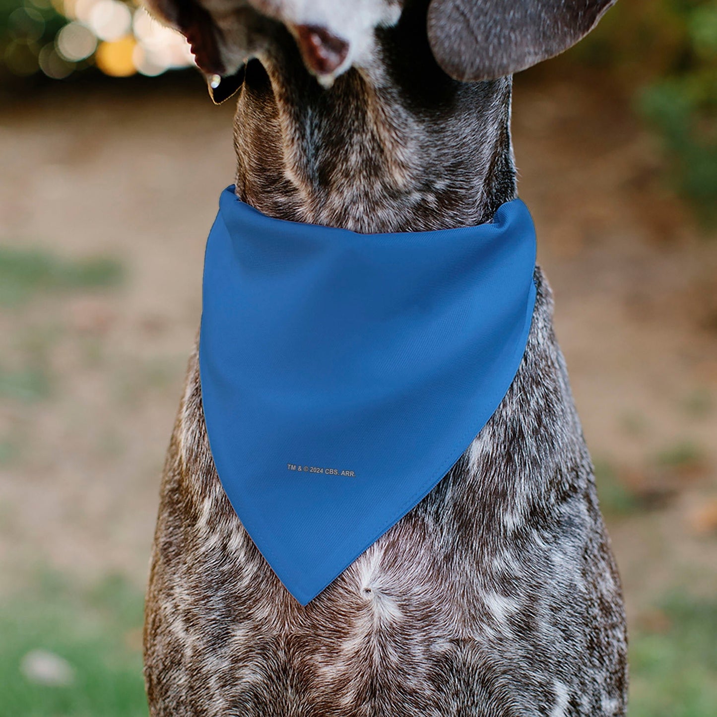 Star Trek TOS Blue Starfleet Uniform Over - Collar Pet Bandana - Paramount Shop