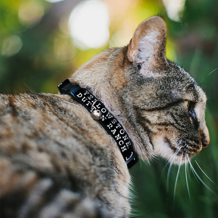 Close up of Yellowstone Y Brand Logo on Black Polyester Cat Collar