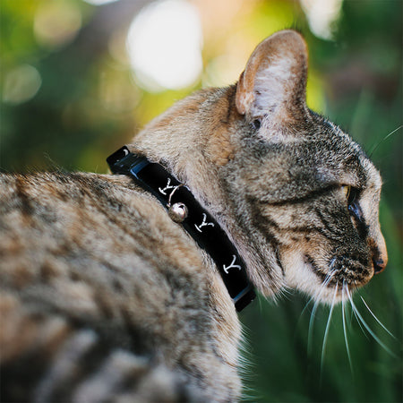 Official Yellowstone cat collar with bell and Y branding