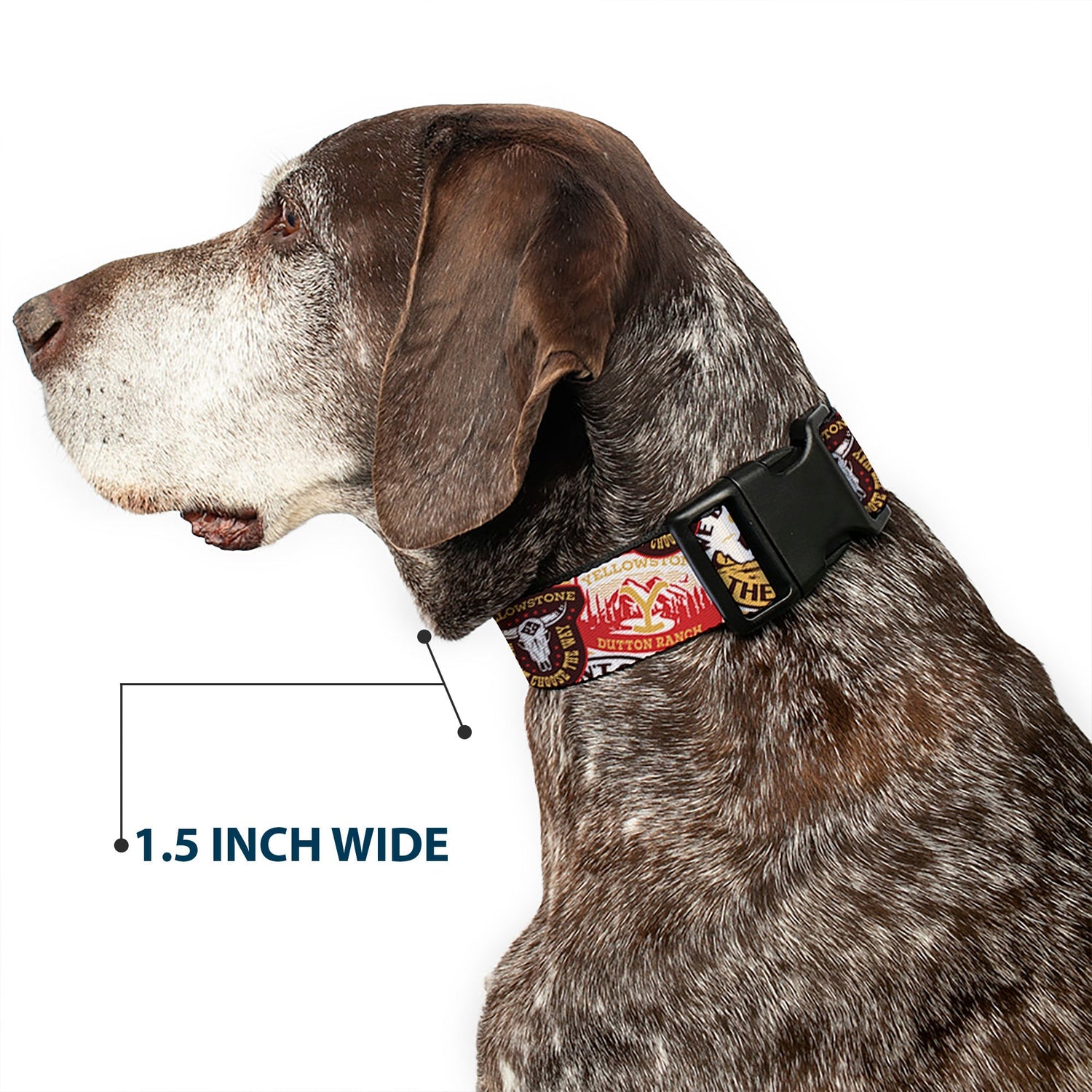 Adjustable dog collar with steel D-ring attachment