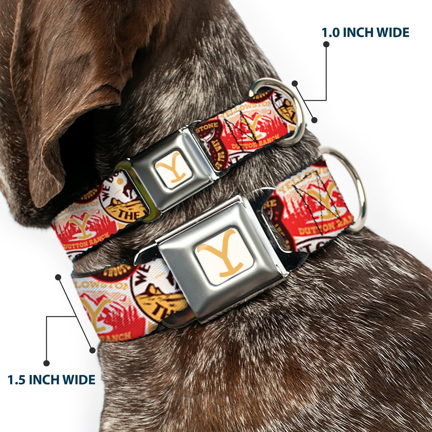 Technical Guide: Licensed Yellowstone Pet Accessory. Brand: Buckle-Down. Construction: High-density polyester webbing, stainless steel D-ring, metal seatbelt buckle. Adjustability: Fully adjustable strap. Compatibility: Standard pet leashes via D-ring attachment.