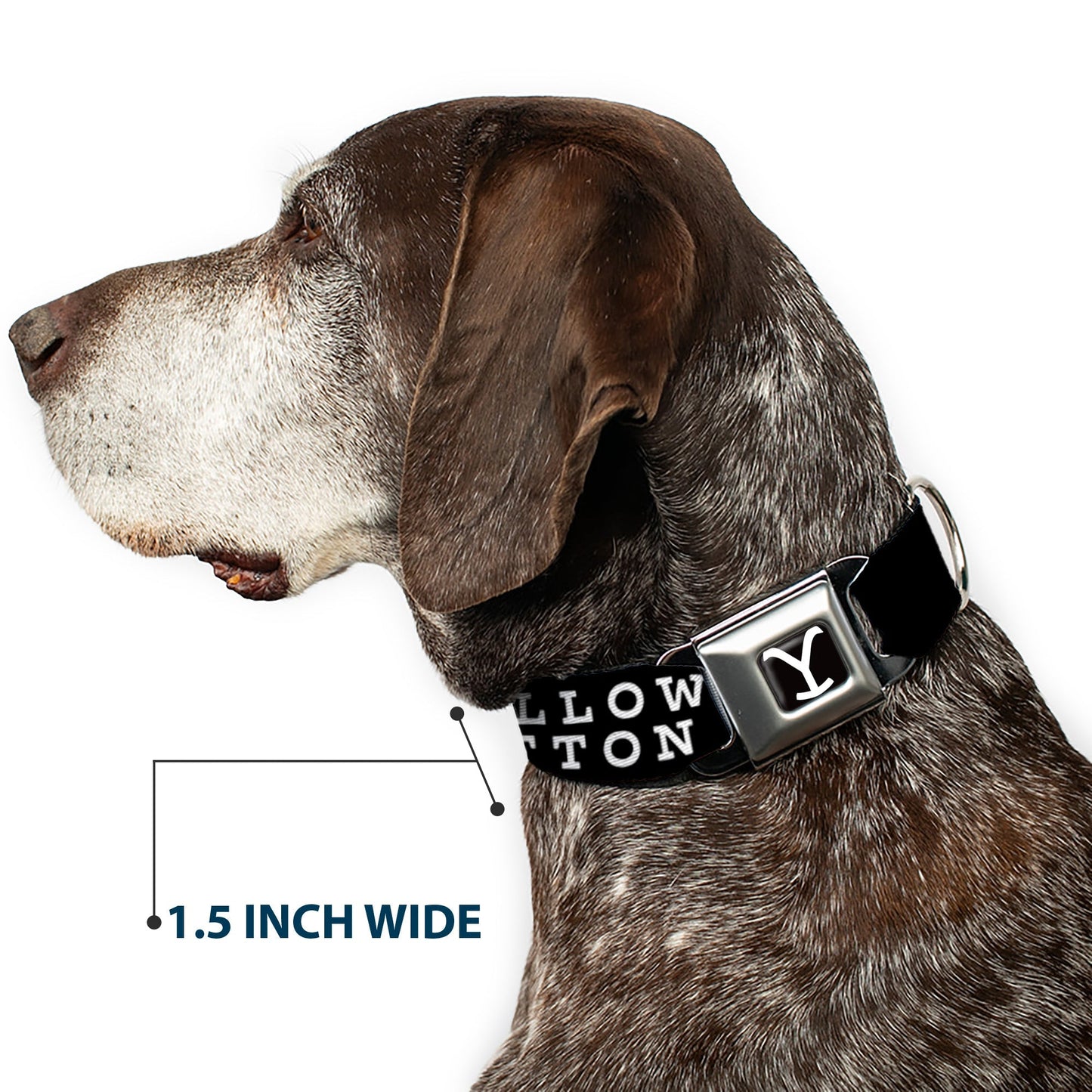 Yellowstone Dog Collar Y Logo Dutton Ranch Seatbelt Buckle Full Color Black/White - Paramount Shop
