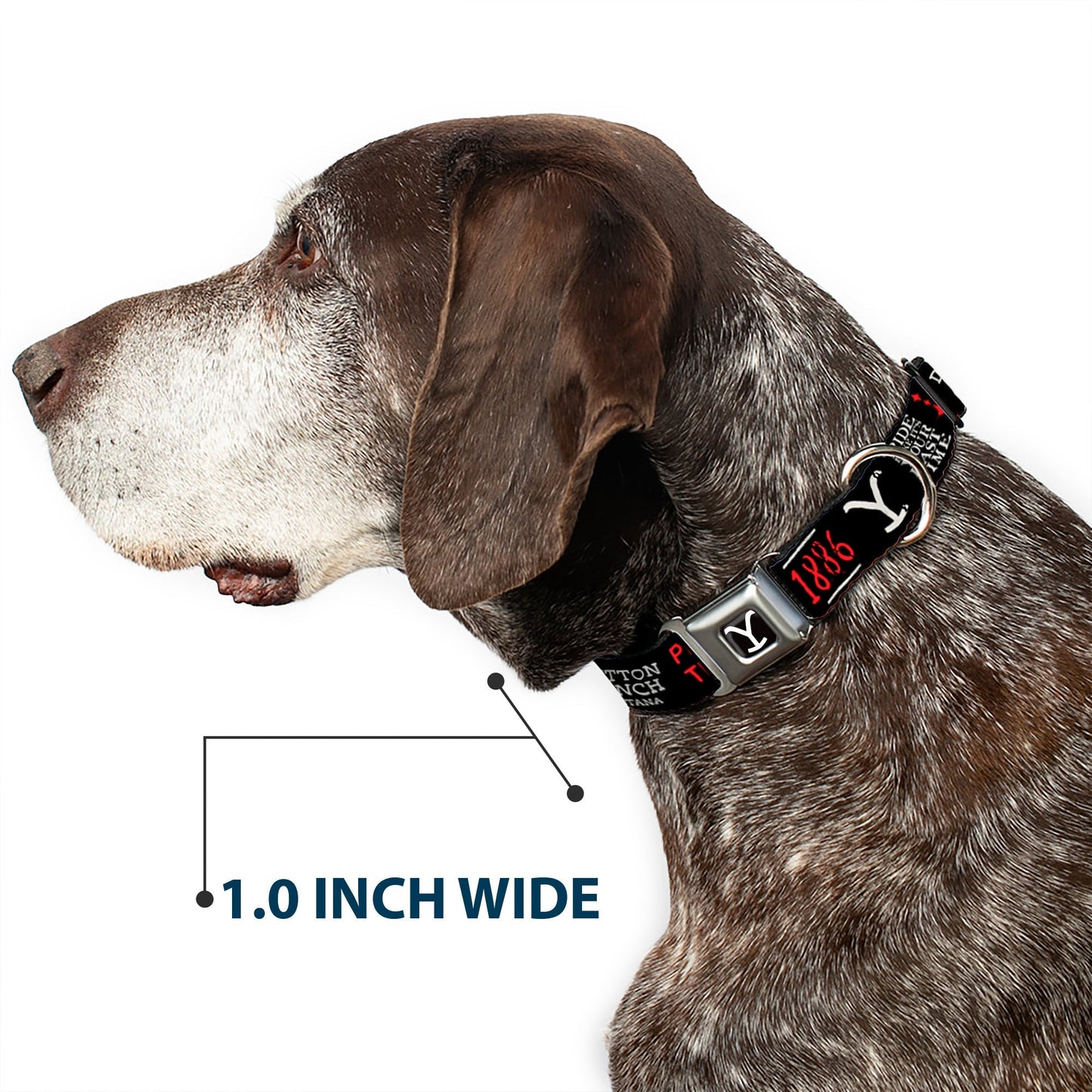 Yellowstone Dog Collar Y Logo Full Color Seatbelt Buckle Black and White - Paramount Shop