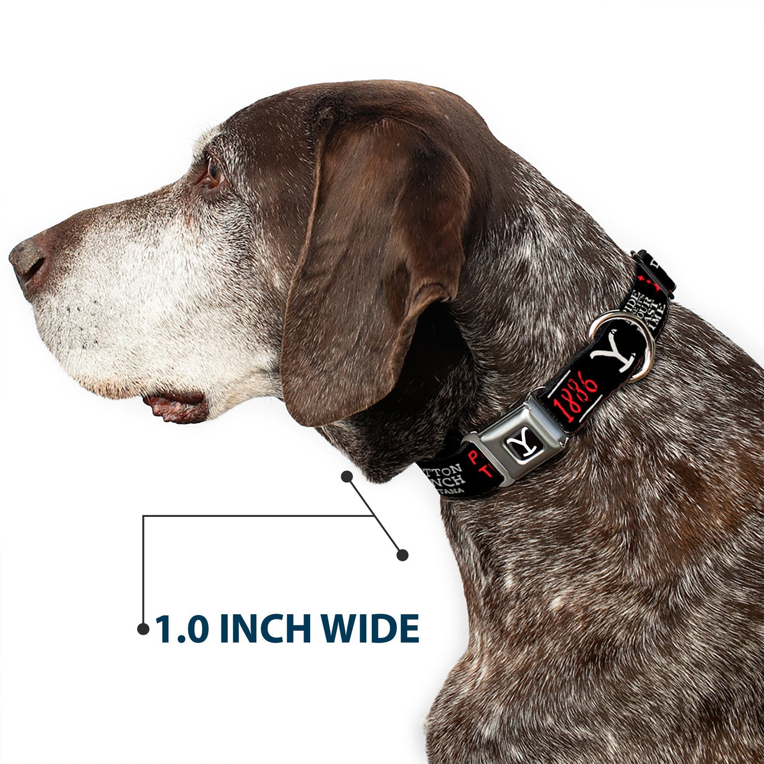 Yellowstone Dog Collar Y Logo Full Color Seatbelt Buckle Black and White - Paramount Shop