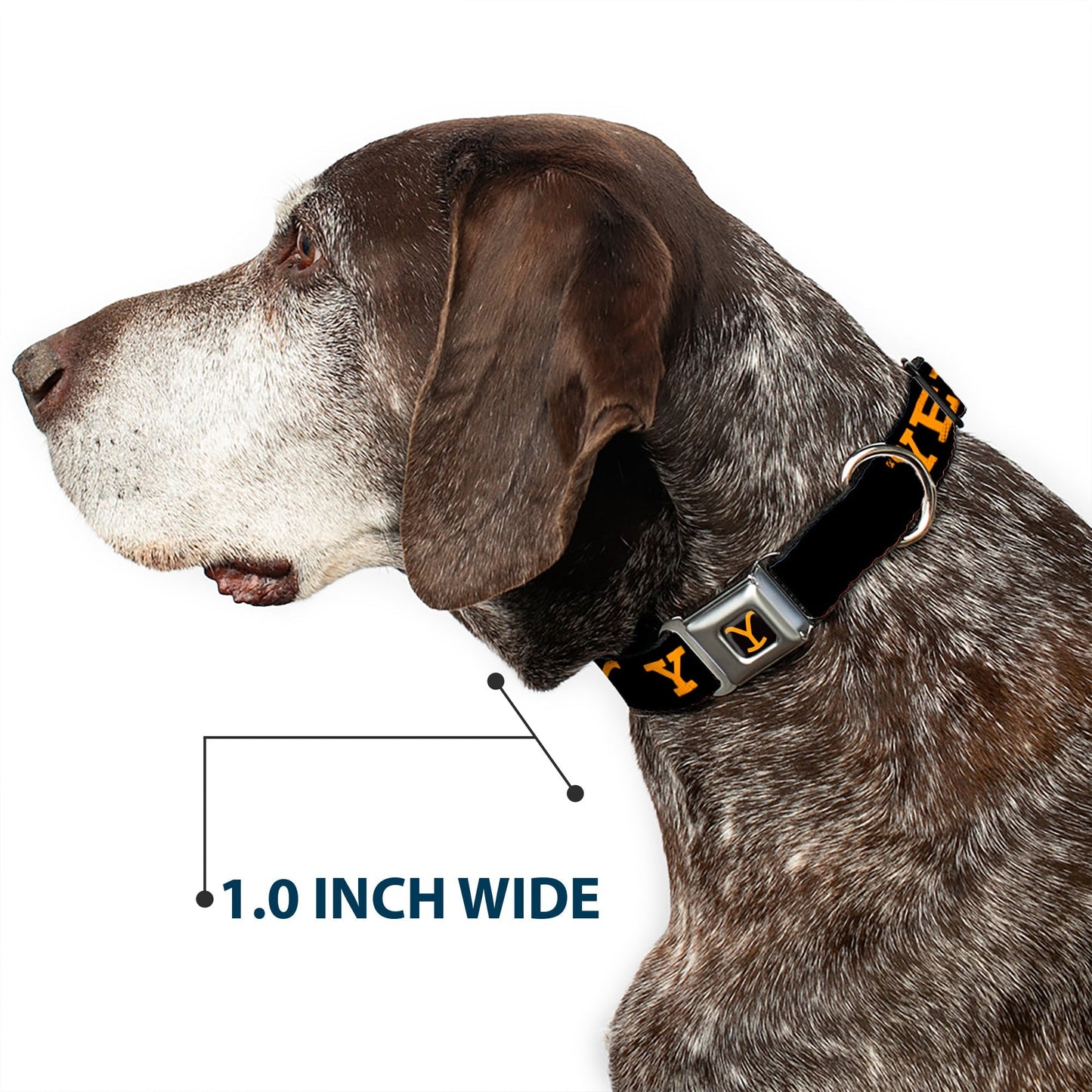 Durable pet leash attachment point on Yellowstone branded collar