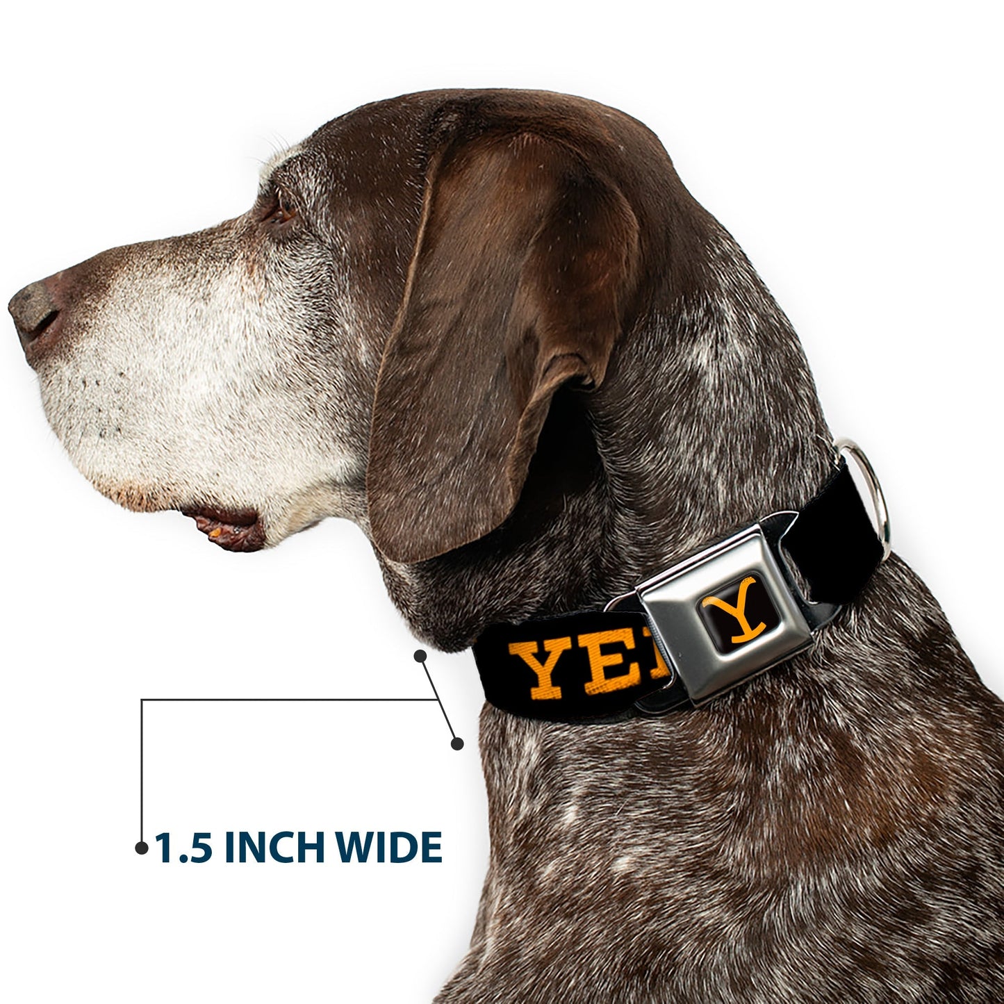 High-density polyester strap detail of Yellowstone dog collar