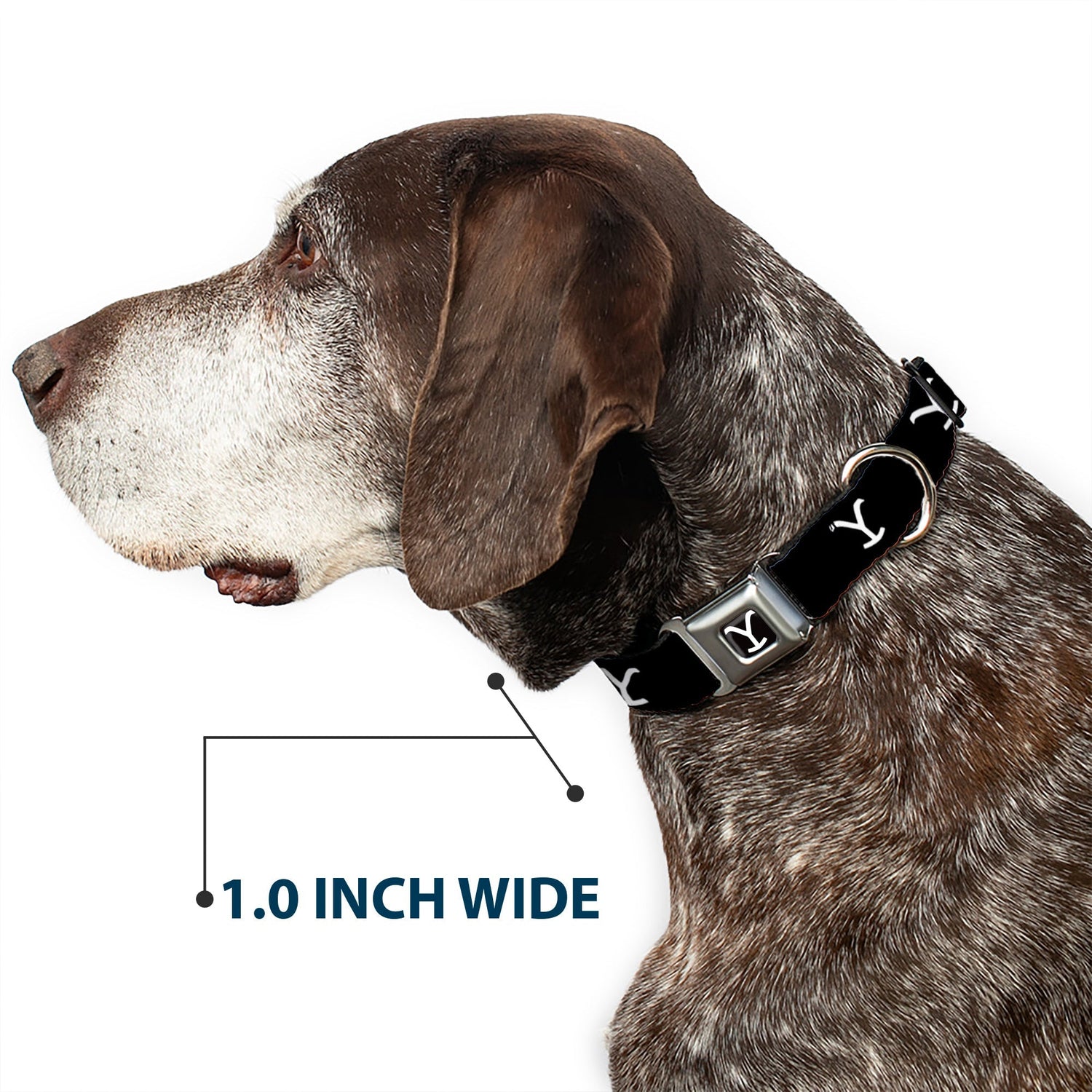 Full length of the Yellowstone dog collar in black and white.