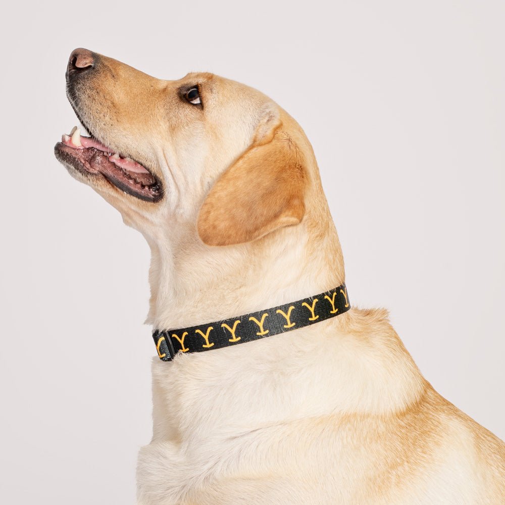 Yellowstone Logo Pet Collar - Paramount Shop
